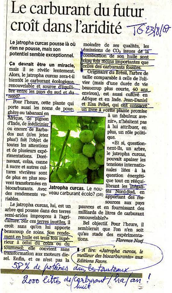 jatropha